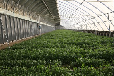 冬季蔬菜防灾减灾技术指导意见